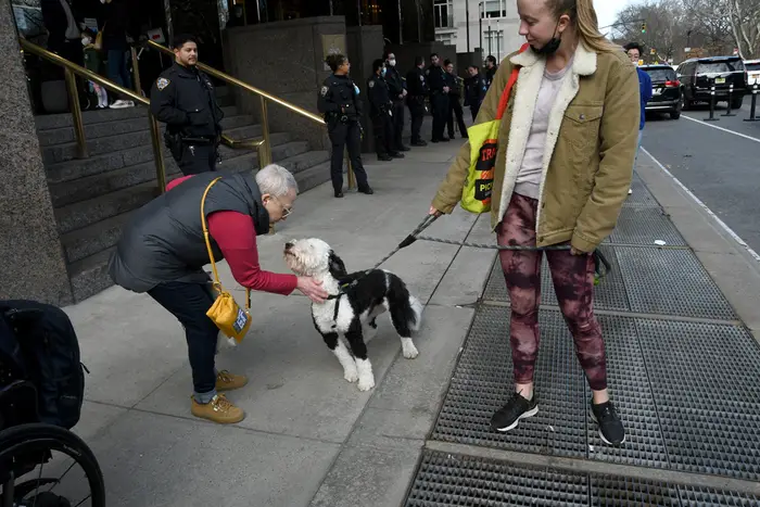 a dog walker in New York City
